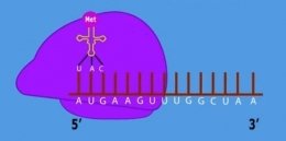 Ribosom sub unit kecil dan ribosom sub unit besar yang menyatu pada mRNA |sumber:exactaedukado.com/