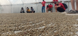 Pengolahan kopi dari buah kopi sampai siap diminum ternyata prosesnya panjang, Dolok Sanggul, Sidikalang | Foto: dokpri