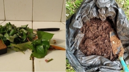 Sampah organik (kiri) dan kompos (kanan). Sumber: dokumentasi pribadi
