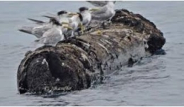 Tersedak limbah plastikmu, burung laut nasibnya diujung tanduk zaman (liputan6. Com/tim burung laut Indonesia) 