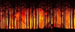 Kebakaran hutan juga sumber emisi karbon yang besar | sumber gambar: Pixabay.com/ Gerd Altmann 