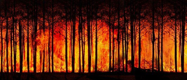Kebakaran hutan juga sumber emisi karbon yang besar | sumber gambar: Pixabay.com/ Gerd Altmann