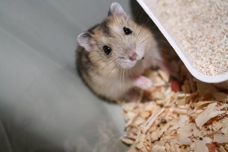 Ekspresi hamster saat dipanggil Namanya (Foto : Nuansatani)