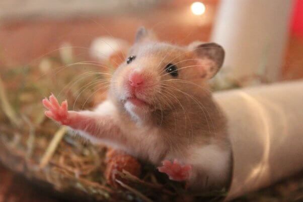 Mengenali Perbedaan Karakteristik Hamster dengan Tikus (Foto : pxhere)