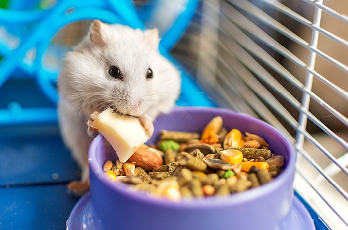 Hamster akan lebih nafsu makan jika giginya sudah diasah (Foto : Halodoc)