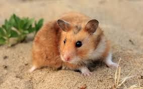 Hamster Suriah saat ingin mengumpulkan makanan pada musim panas (Foto : Dictio)