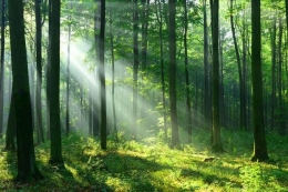 Hutan merupakan cagar alam yang harus dilestarikan keberadaannya | ilustrasi : kompas.com