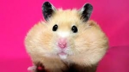 Kantung pipi hamster yang muat menampung makanan hingga 90 kilogram (Foto : Indozone)