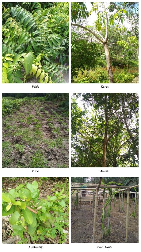 Tanaman yang bisa tumbuh di tanah gambut (sumber : Buku Profil Desa Peduli Gambut yang diterbitkan Badan Restorasi Gambut)