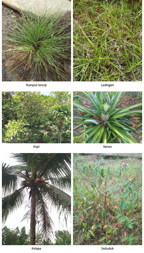 Variasi tanaman lahan gambut (sumber : Buku Profil Desa Peduli Gambut yang diterbitkan Badan Restorasi Gambut)