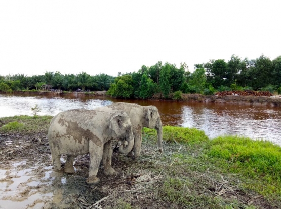 Eko wisata gajah di lahan gambut (sumber : deddyhuang.com)