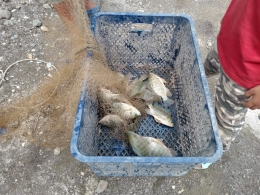 Menangkap ikan dengan jala di sebuah kolam di Katimbulan, Tanah Karo (Dok. Pribadi)