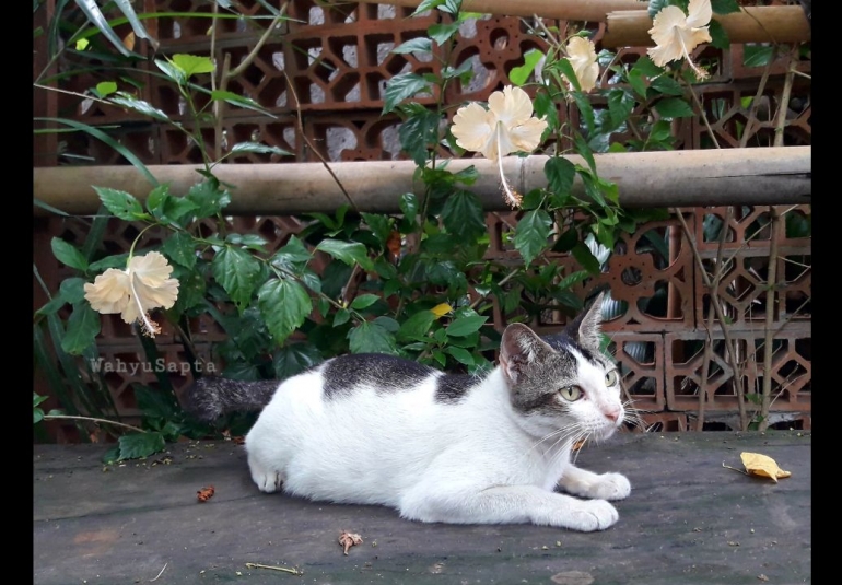 Kucingku tidak hanya Inces, ada juga Emak, kucing paling tua dan produktif. | Foto: Wahyu Sapta.