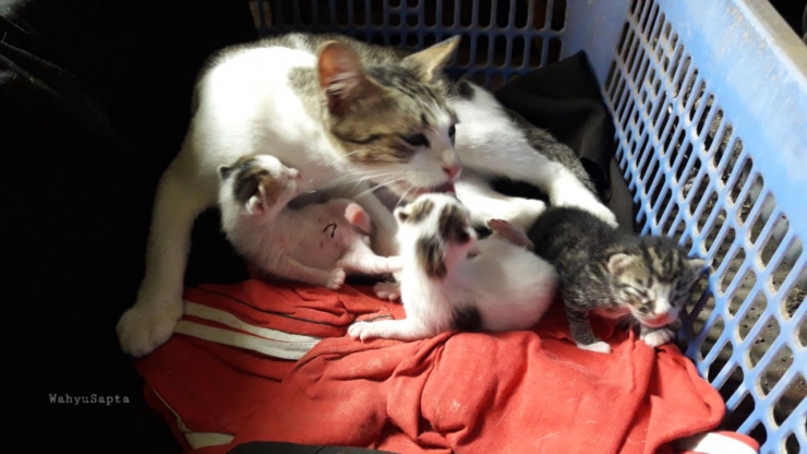 Inces kucingku, melahirkan 3 bayi kucing yang lucu. | Foto: Wahyu Sapta.