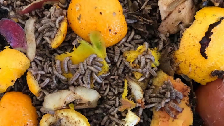 Budidaya Magot Untuk Pakan Ternak Keuntungan Selangit Food Waste yang Dinilai Negatif Dapat Diolah Menjadi Barang Bernilai Guna Halaman 2 - Kompasiana.com