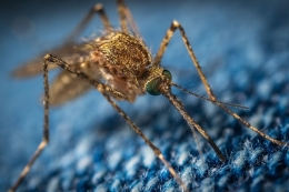 Musim hujan sudah tiba, ancaman penyakit pun mengintai salah satunya disebabkan oleh nyamuk. Sumber: Егор Камелев dari Pixabay