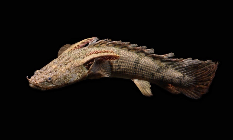 Ikan Palmas Jenis Polypterus Endlicheri. Dok. Brilio.net