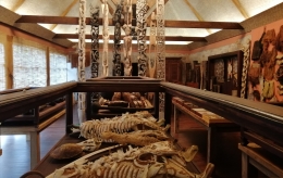 Rangka tengkorak buaya raksasa di Museum Papua | Dokumen pribadi oleh Ino