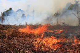 Hilangnya dan kebakaran lahan gambut Indonesia berdampak luas bagi kesehatan dan degradasi lingkungan. Photo: Kompas.com 