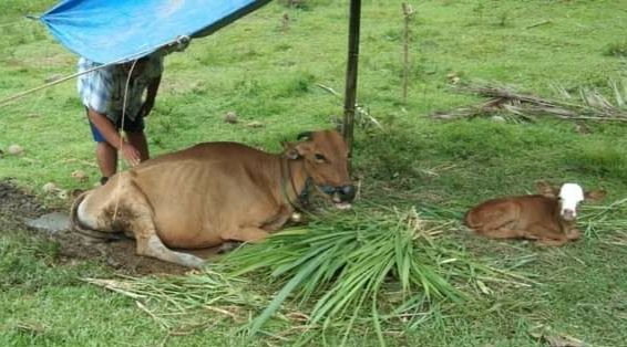 Pedet Sapi Simmental (foto: Pak Yusuf)