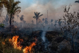 Pembakaran hutan di Brazil untuk keperluan padang penggembalaan sapi. Photo: Victor Moriyama 