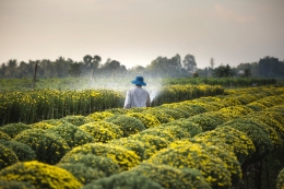 Pertanian | Sumber: pexels/Quang Nguyen Vinh