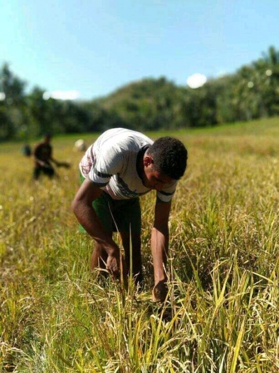 Cara Konvensional Memanen Padi (sumber: Dokumentasi pribadi Fotografer: Wilson Tena)