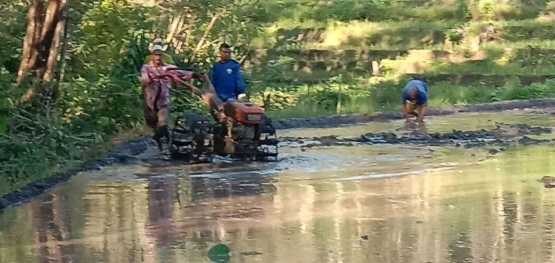 Pengolahan Lahan Sawah dengan Teknologi Traktor (sumber: Dokumentasi pribadi Fotografer: Yeri Bele)