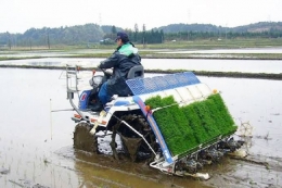 Salah satu tekhnologi yang bisa bercocok tanam padi, sehingga mengurangi tenaga manusia | ilustrasi : Republika.co.id