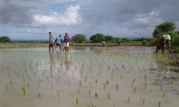 Dok.pri Fransiskus Sardi, Kupang 2017, kegiatan menanam padi di sawah setelah turunnya hujan.
