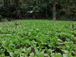 Kebun sayur seorang petani millennial di desa Kerirea | Dokumen pribadi oleh Ino