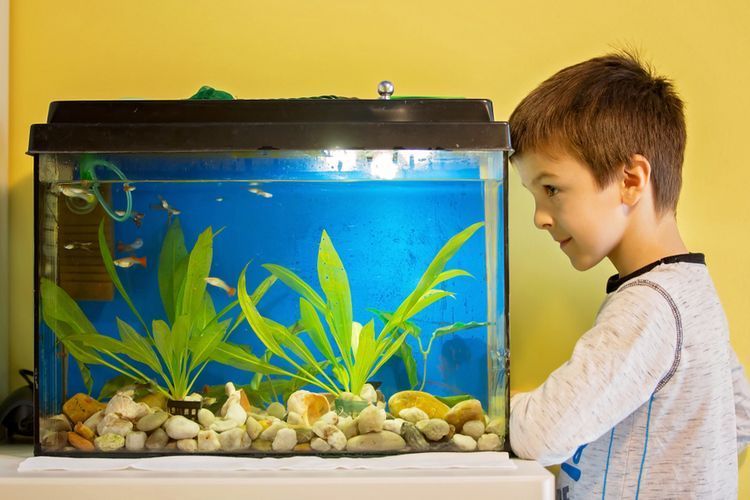 Ilustrasi akuarium dengan lampu hias (Sumber: Shutterstock)