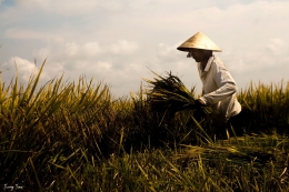 Ilustrasi Indonesia krisis petani muda. Sumber: pixabay