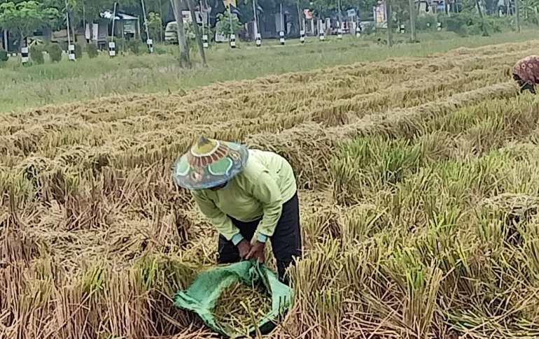 Ngasak padi. Foto dokumen Sri Rohmatiah