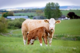 Masyarakat sudah umum memelihara ternak Sapi Simental, yakni jenis sapi pedaging | ilustrasi : sinauternak.com