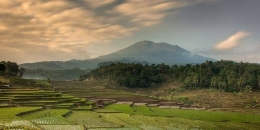 Ketahanan pangan di negara agraris di tangan petani milenial? | Foto: kompas.com