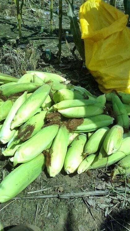 Jemput Hasil Panen Langsung dari Kebun Petani. Dok. Broto