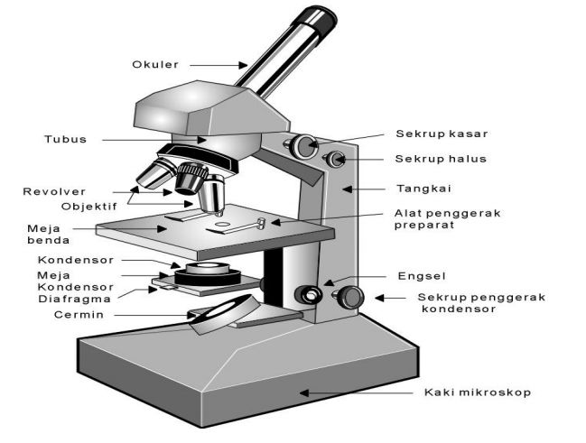 Sumber : https://www.merdeka.com/sumut/fungsi-bagian-mikroskop-lengkap-dengan-gambarnya-kln.html