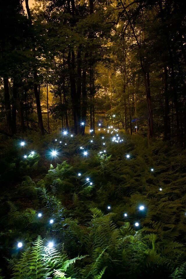 Ilustrasi Kunang-kunang Jangan Pergi|foto: Dave/firefly aesthetic forest