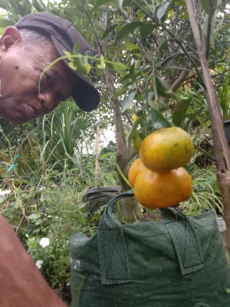 Wiknyo dengan jeruk Keprok Gayonya yang sudah dirilis menjadi buah unggul nasional. Foto. Koleksi pribadi.wrb