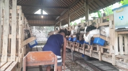 60 ekor induk kambing dan 55 ekor anak kambing dirawat secara saksama. Foto: Didik Wiratno