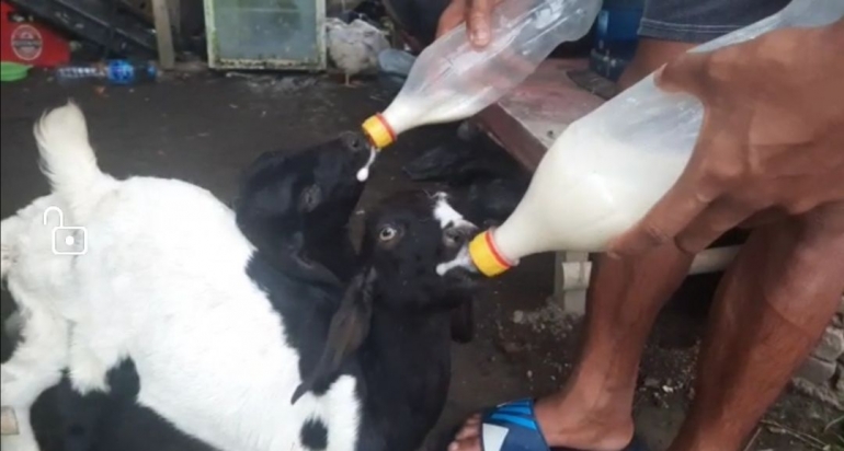 Satu per satu anak kambing diberi susu, tiap hari. Foto: Didik Wiratno