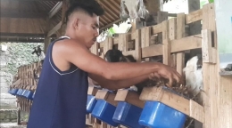 Pakan fermentasi, asupan utama untuk kebutuhan kambing. Foto: Didik Wiratno