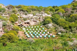 Kotak pengumpul madu di Kreta | Foto von gutes auf Kreta