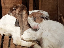 Anak kambing pun butuh kasih sayang (Dok. Pribadi, 2020)