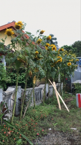Salah satu lahan warga yang ditanami Bunga Matahari