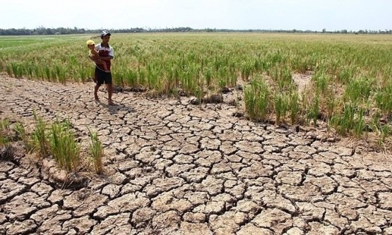 Kekeringan yang menada lahan padi di delta mekong. Sumber:   AFP. 