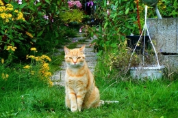 Ilustrasi kucing di taman di rumah. (PIXABAY/AMULJAR/via KOMPAS.COM)