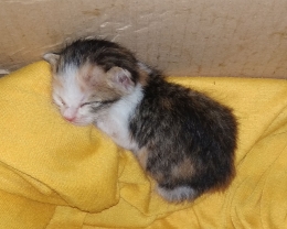 Momoy, bayi kucing yang malang (dokumentasi pribadi)