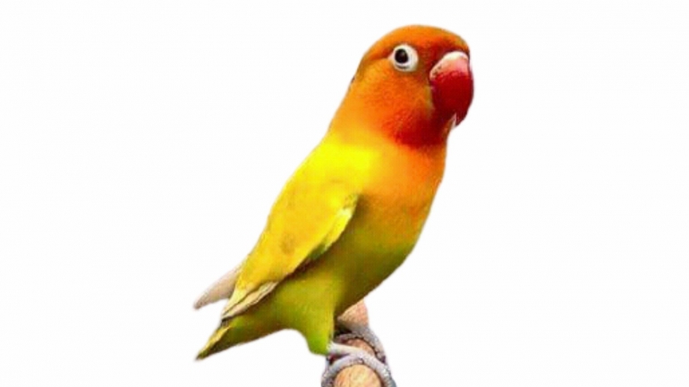 Lovebird Pastel Kuning (Foto: onkicau.com)